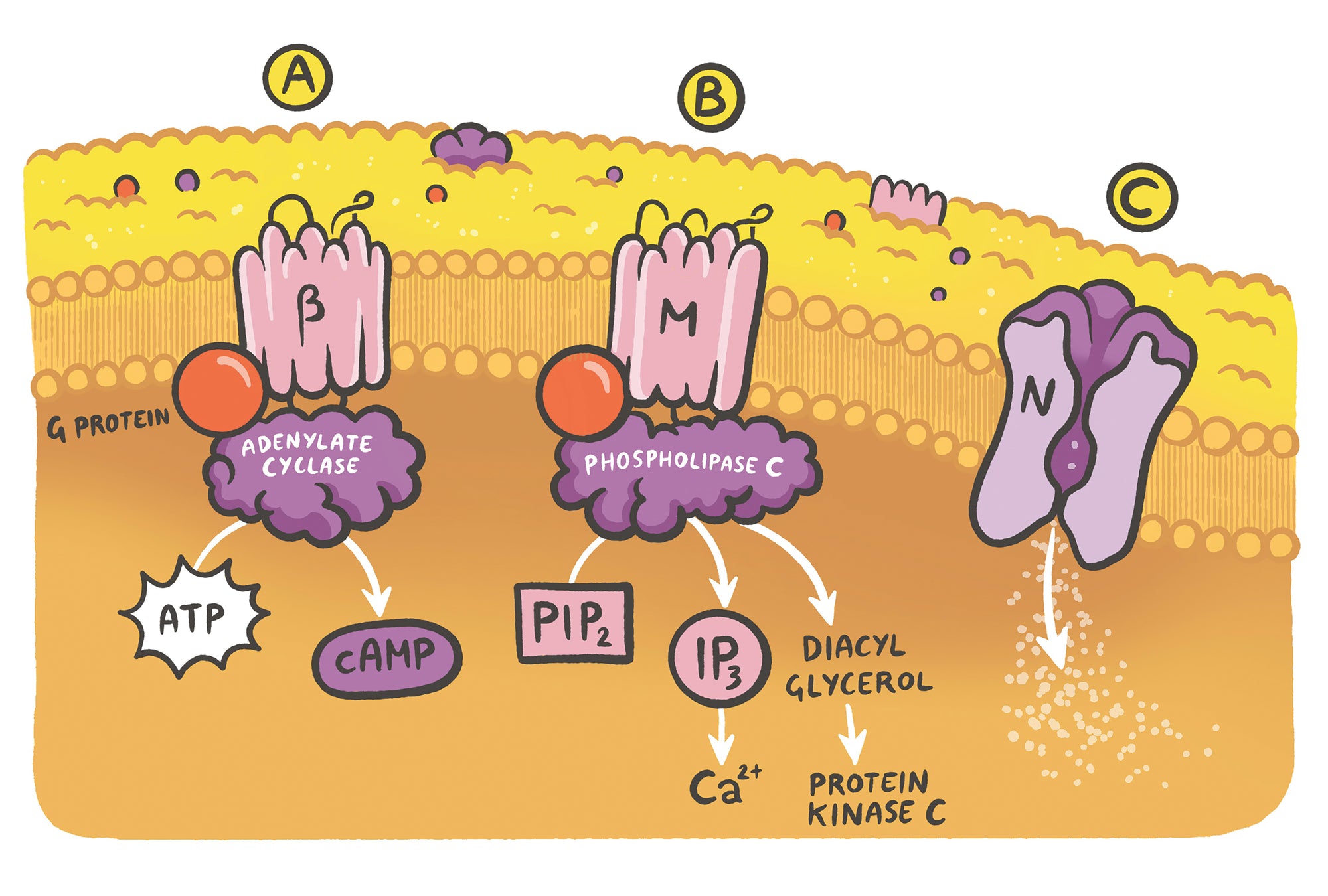 Clinical Pharmacology Made Ridiculously Simple: Color Edition