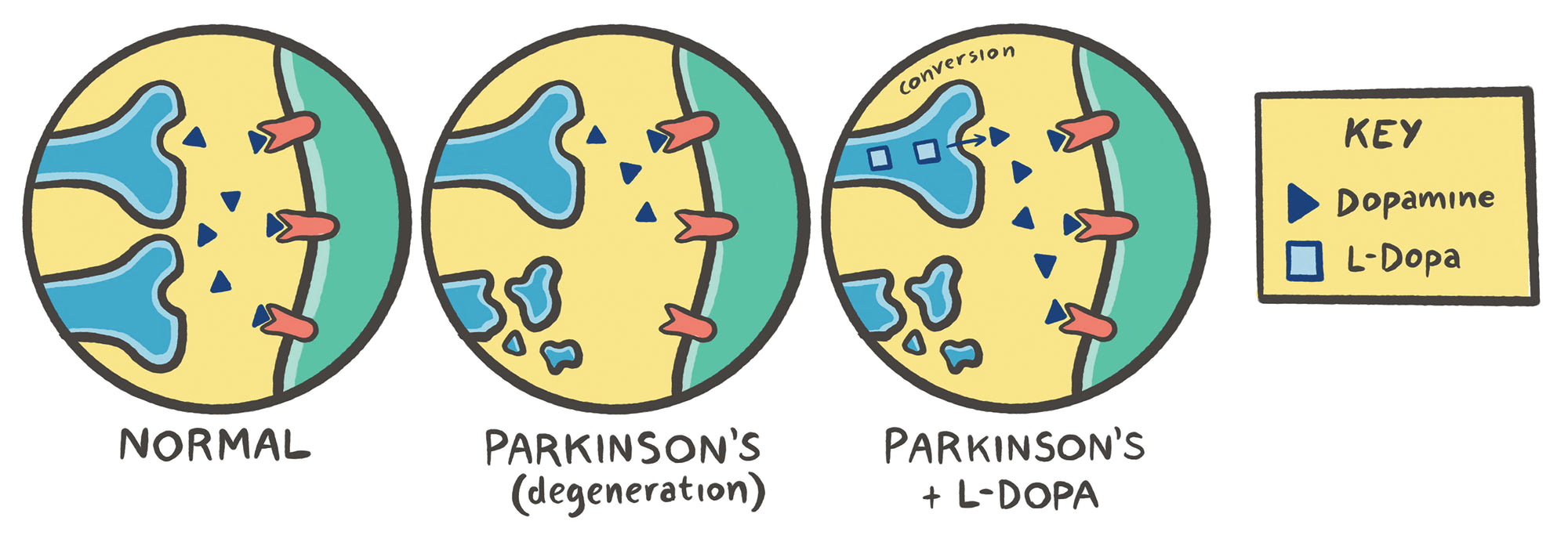 Clinical Pharmacology Made Ridiculously Simple: Color Edition