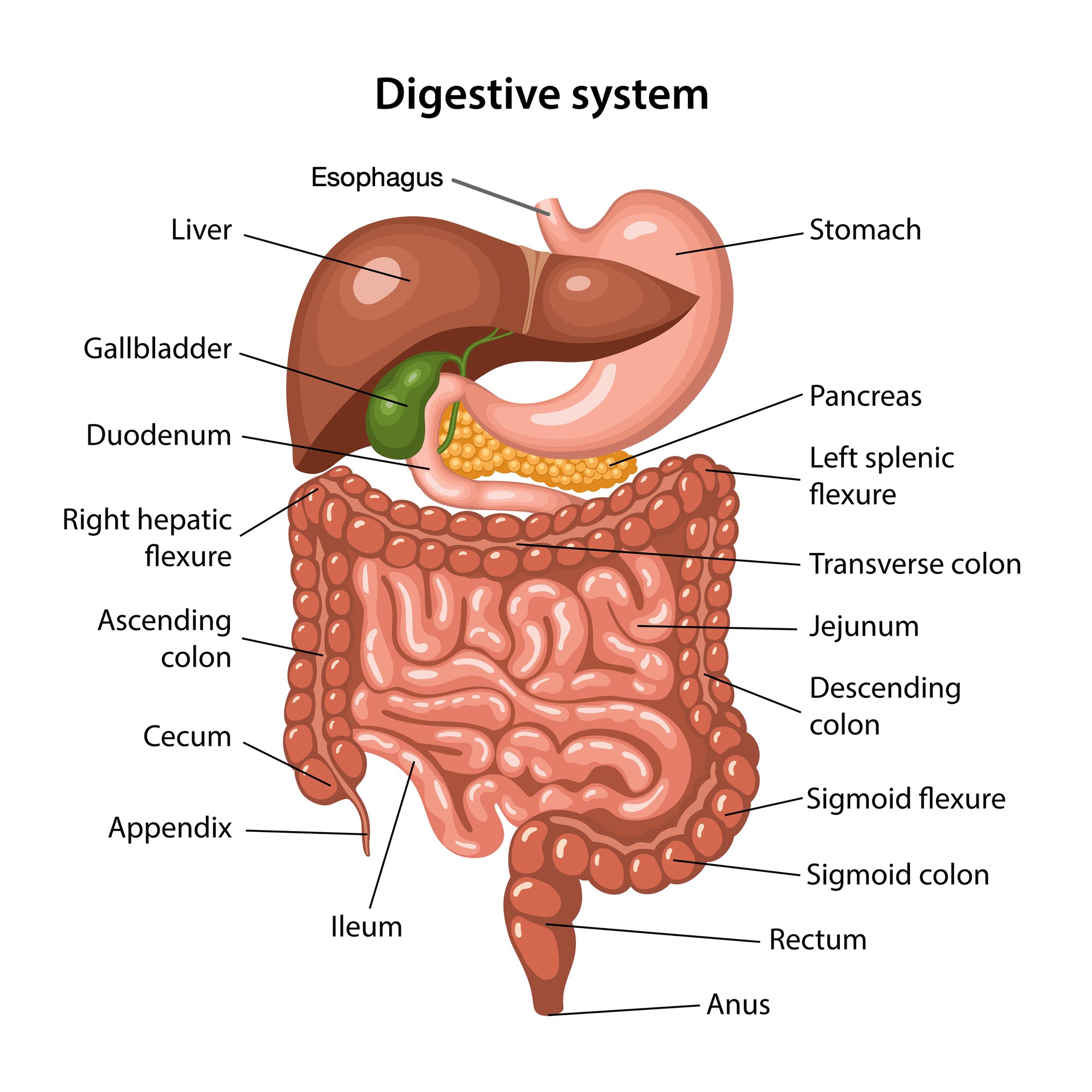 Gastroenterology Made Ridiculously Simple