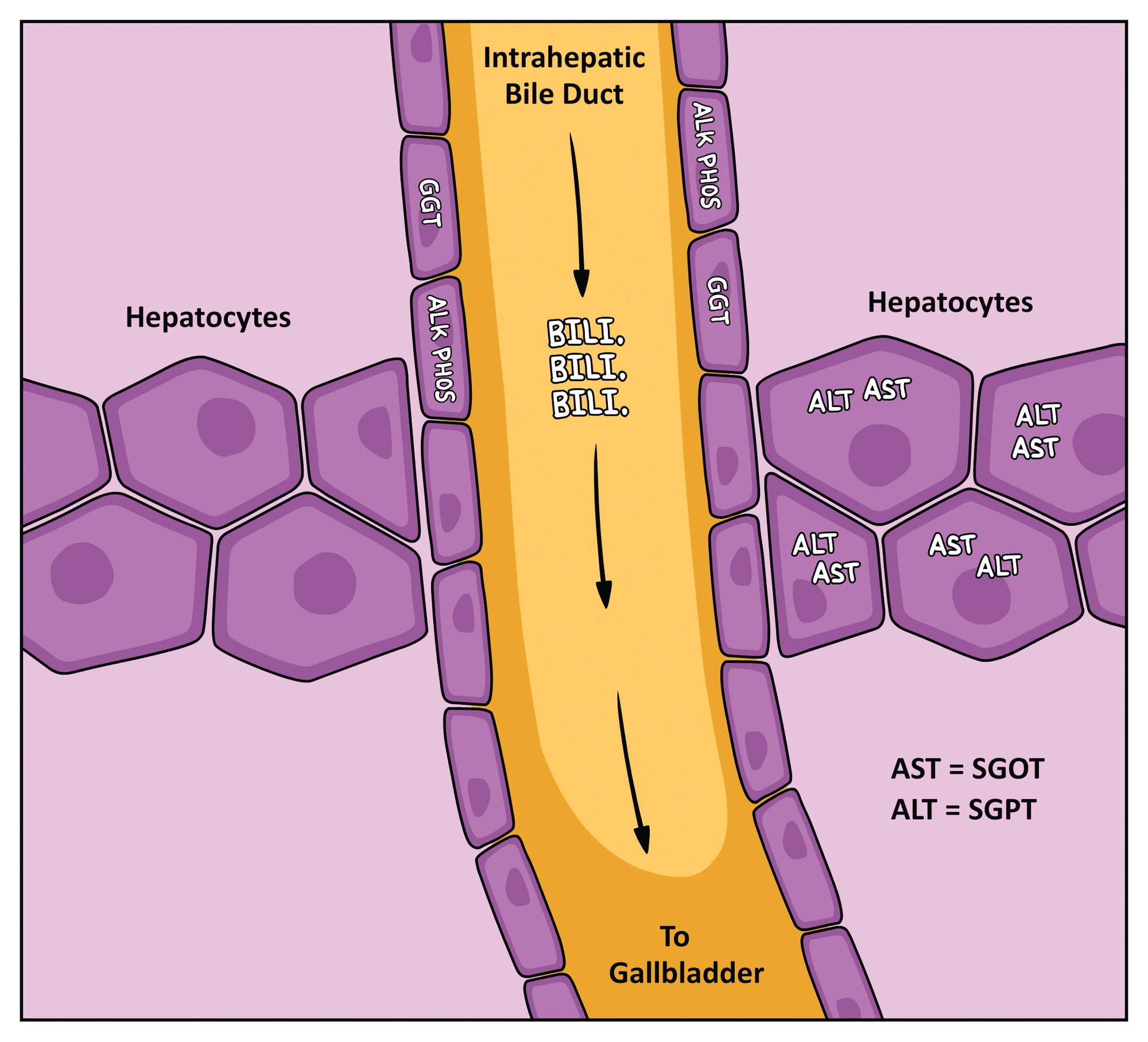 Gastroenterology Made Ridiculously Simple