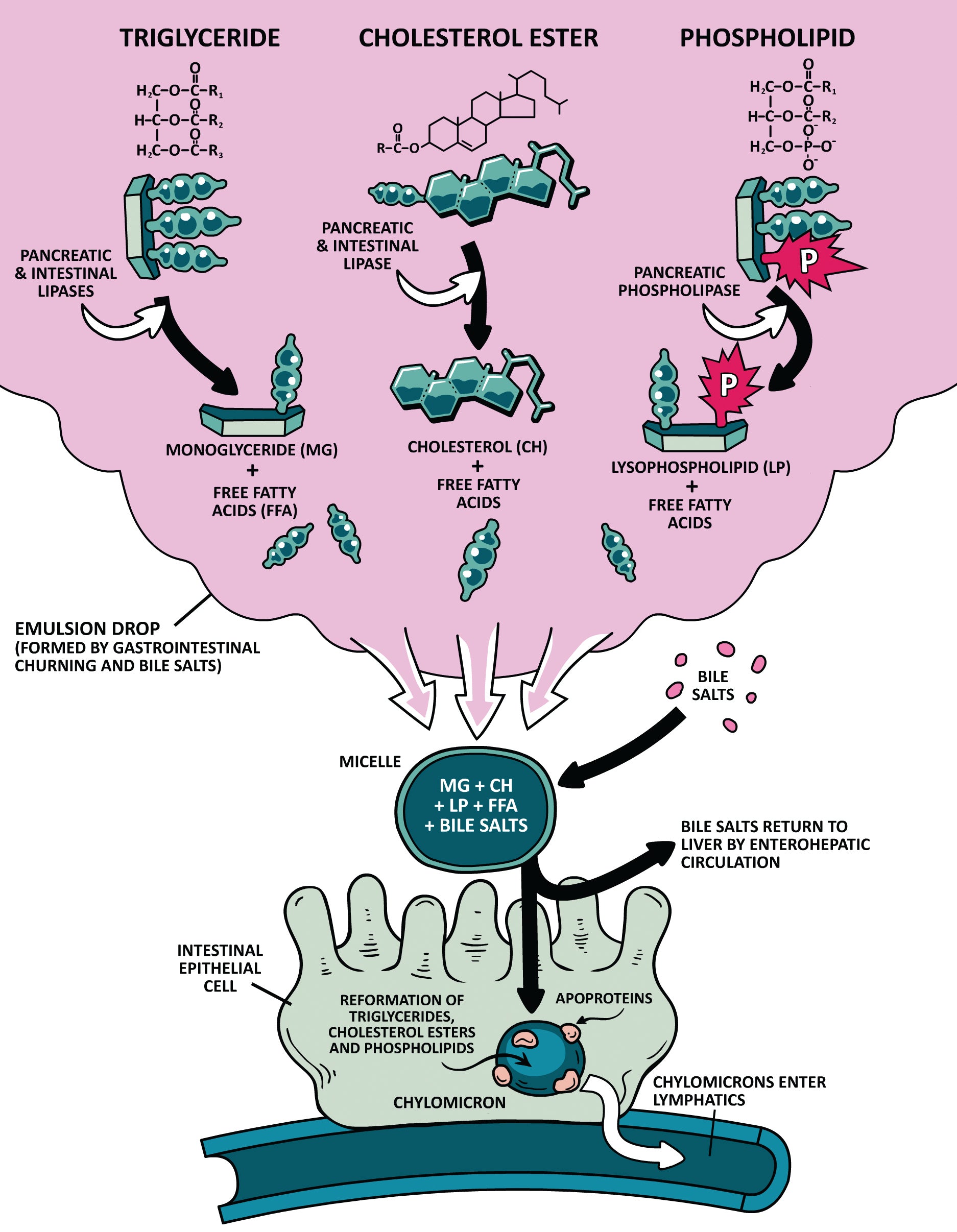 Gastroenterology Made Ridiculously Simple