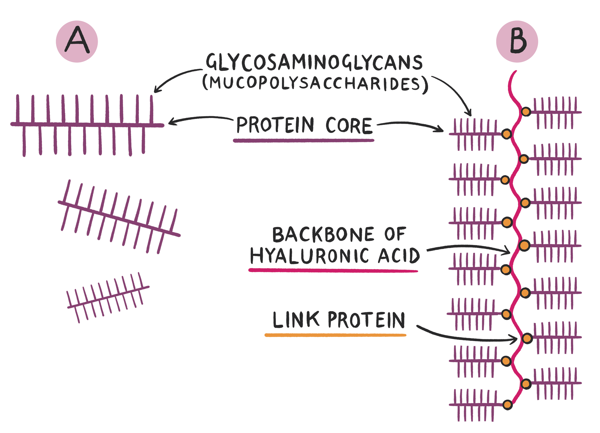 Clinical Biochemistry Made Ridiculously Simple