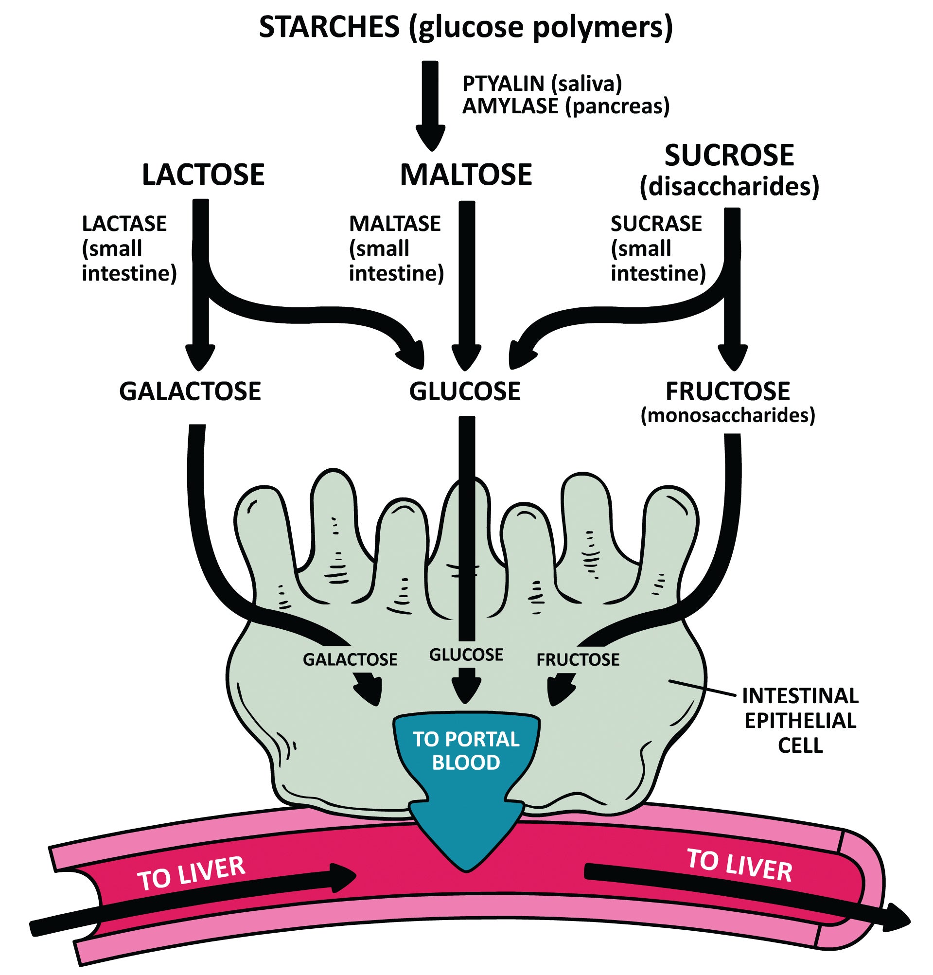 Clinical Physiology Made Ridiculously Simple