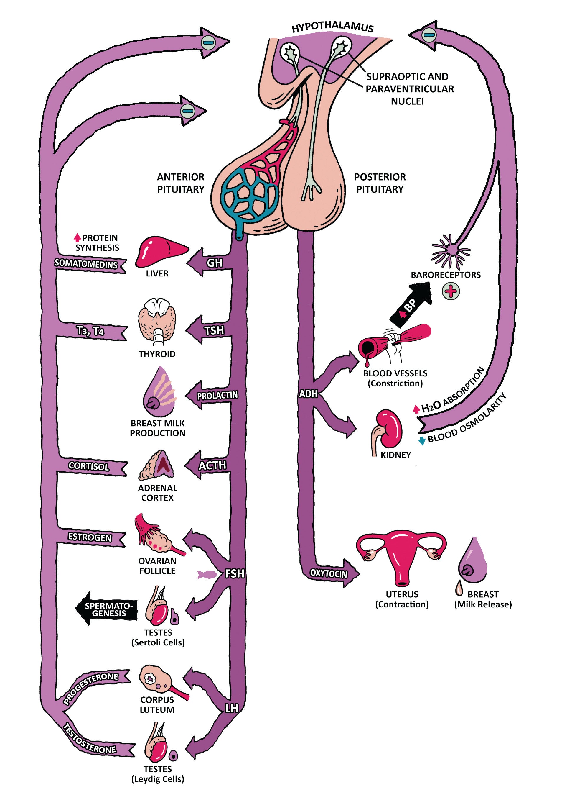 Clinical Physiology Made Ridiculously Simple