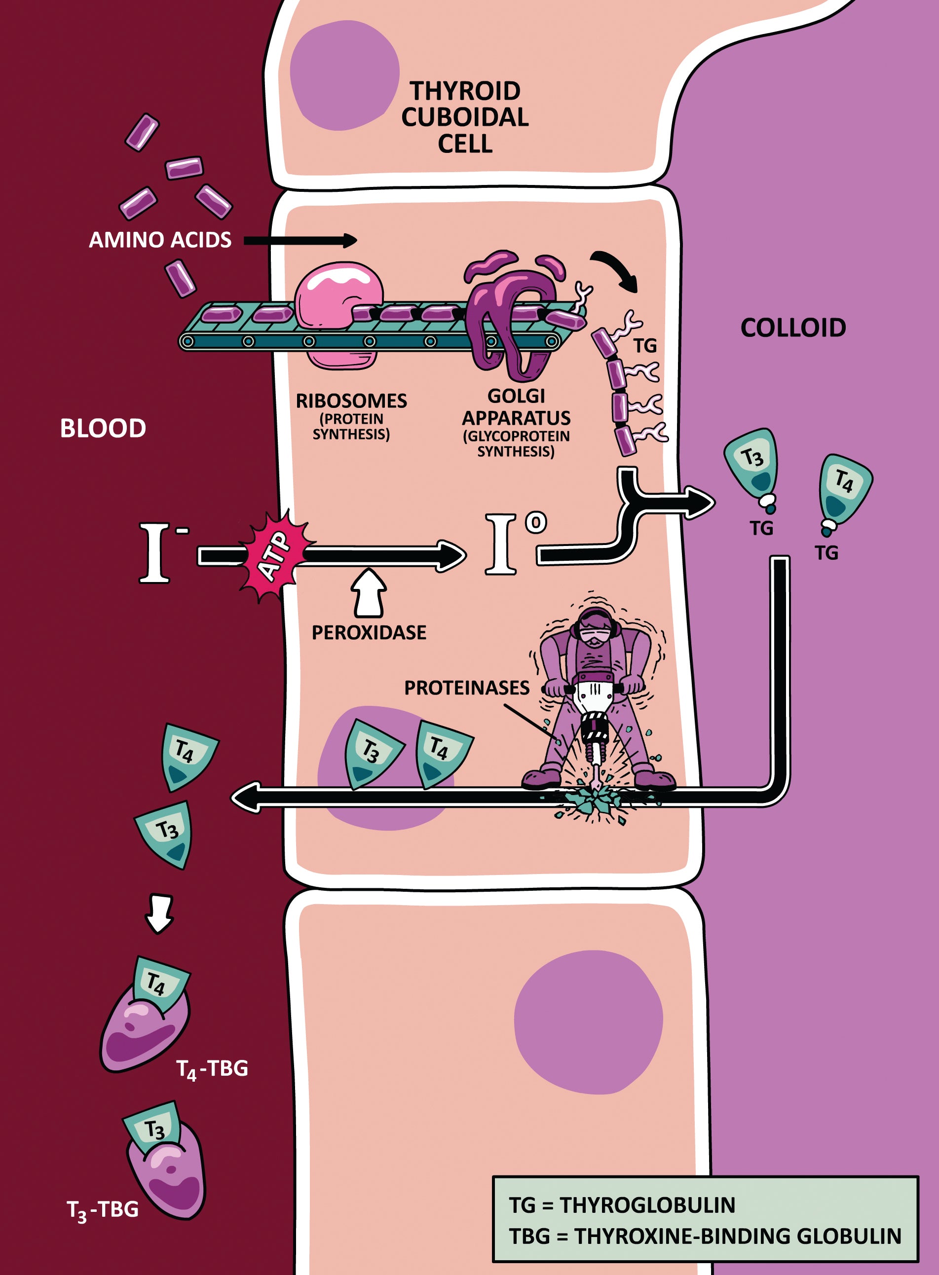 Clinical Physiology Made Ridiculously Simple