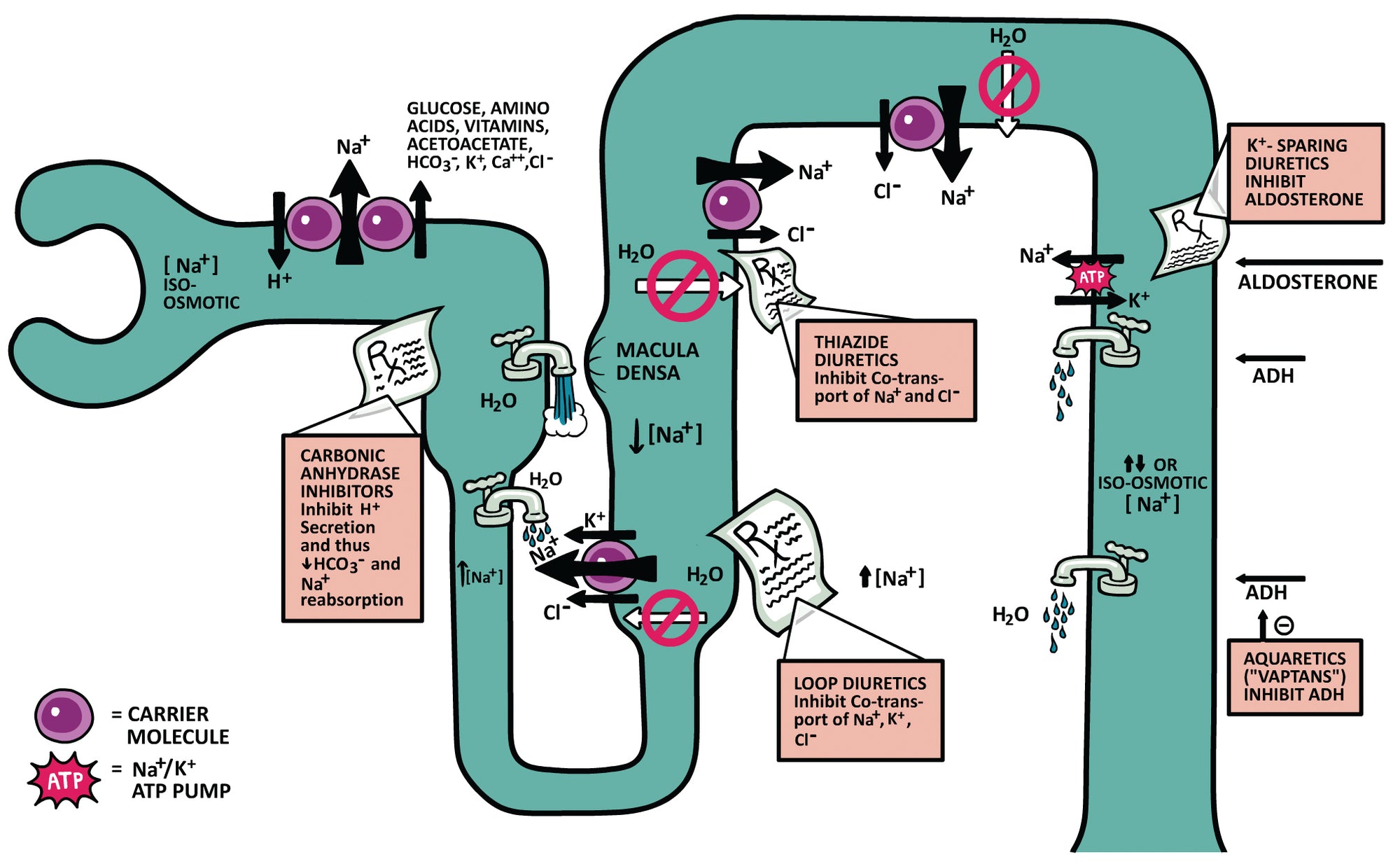 Clinical Physiology Made Ridiculously Simple