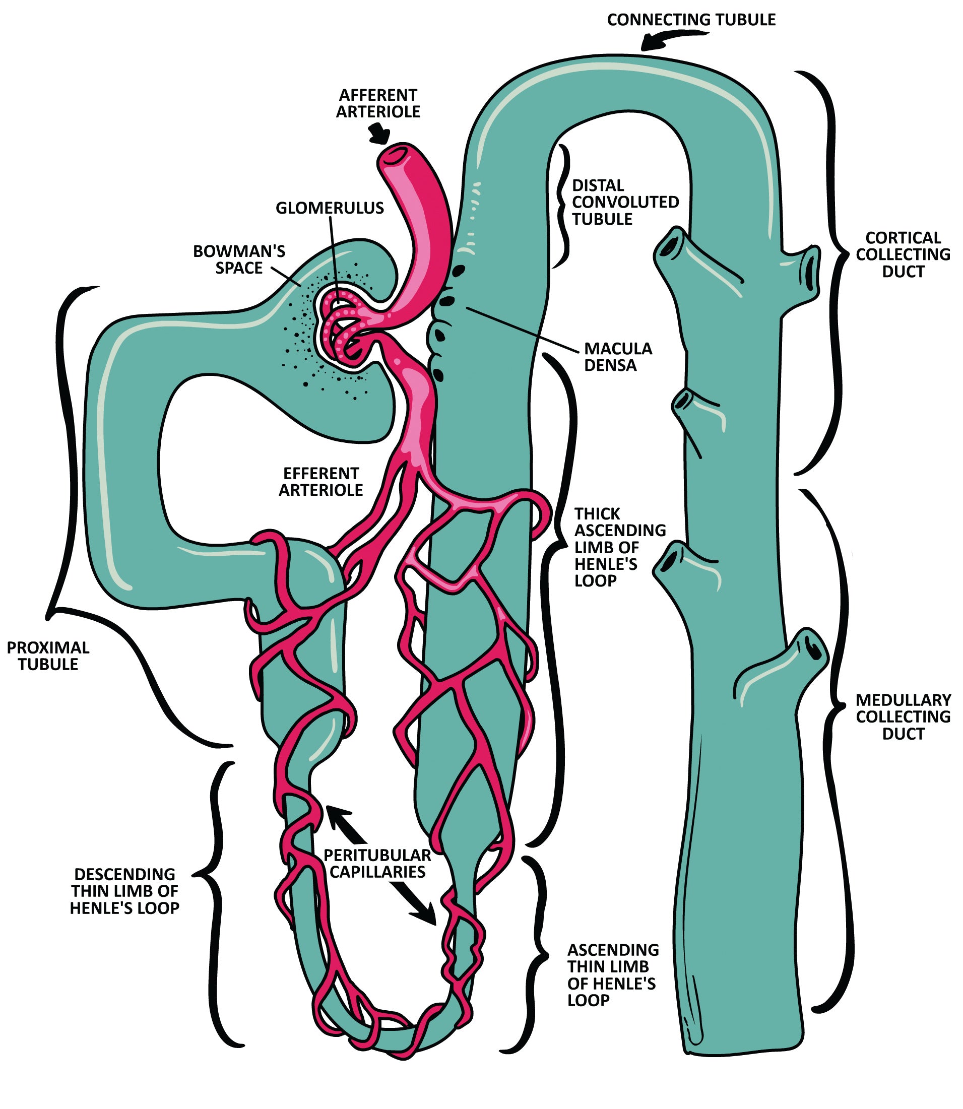 Clinical Physiology Made Ridiculously Simple