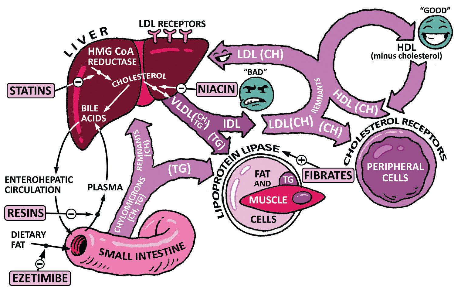 USMLE Step 1 Made Ridiculously Simple, Color Edition
