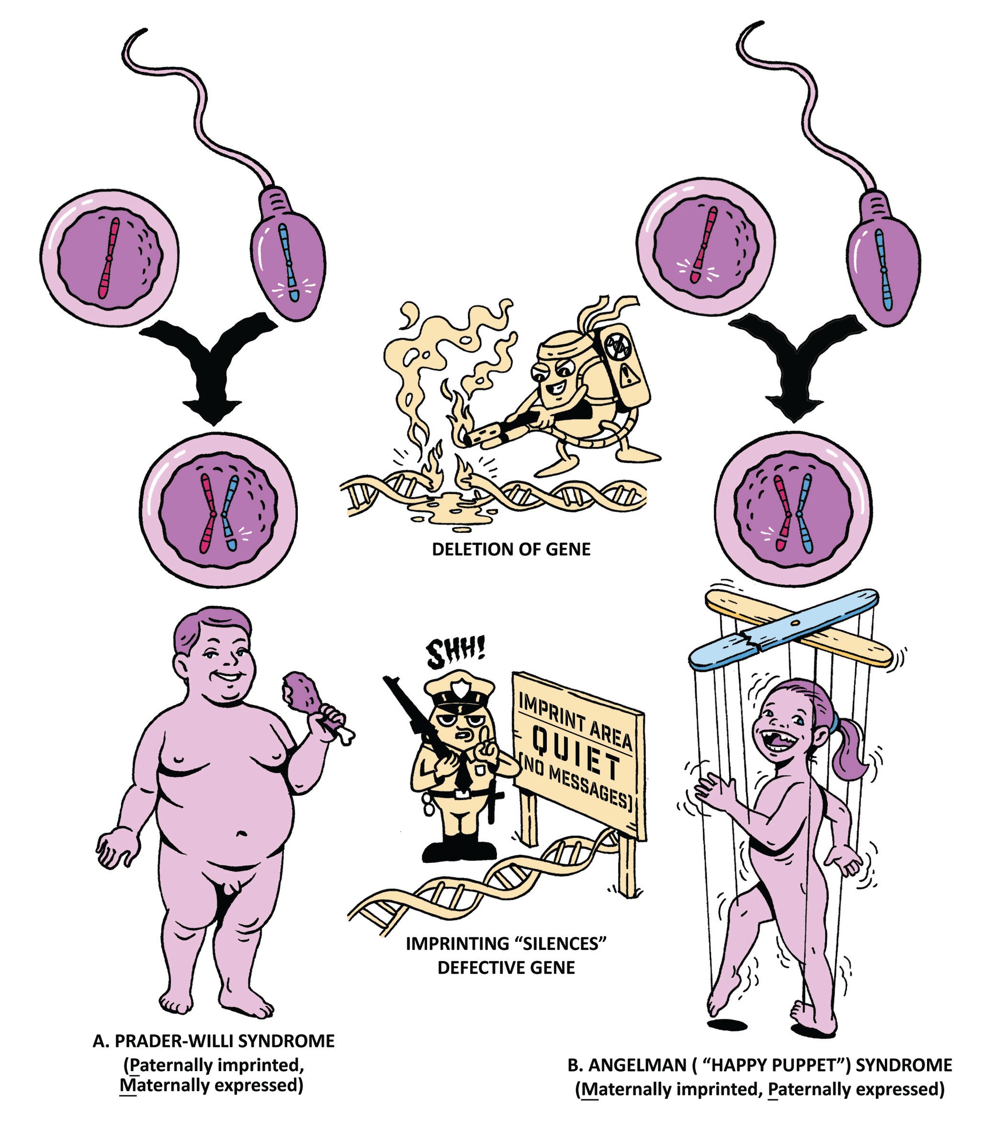 USMLE Step 1 Made Ridiculously Simple, Color Edition