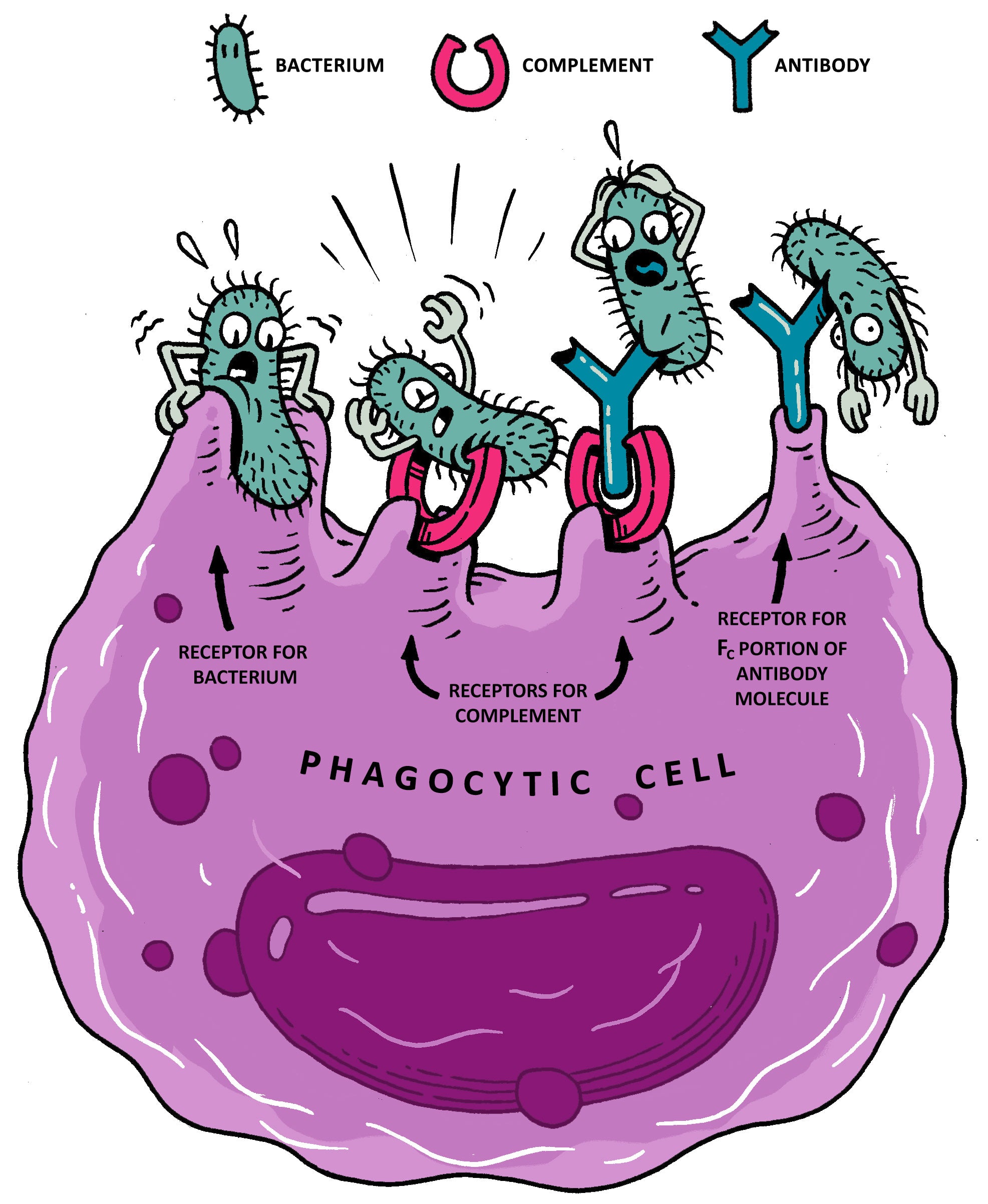 War Against the Germs: Epidemics, Microorganisms, and Biowarfare