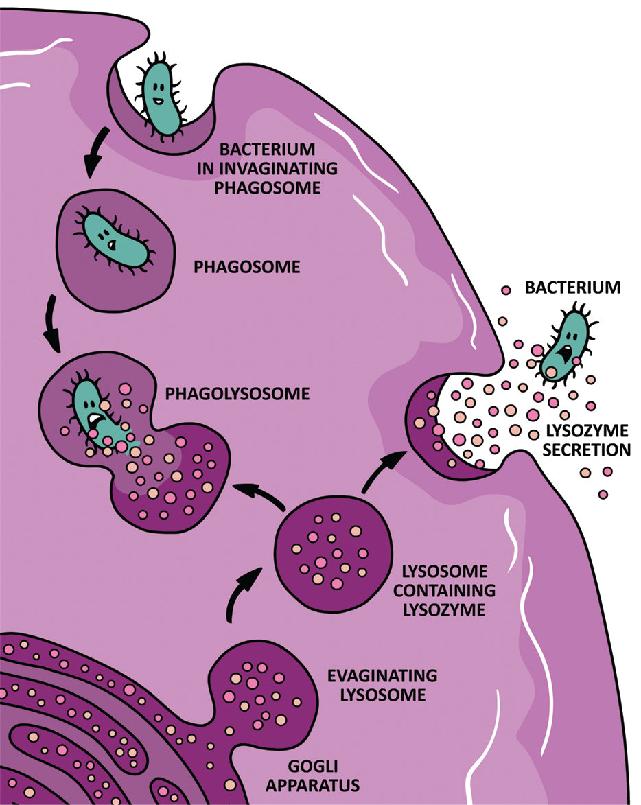 War Against the Germs: Epidemics, Microorganisms, and Biowarfare