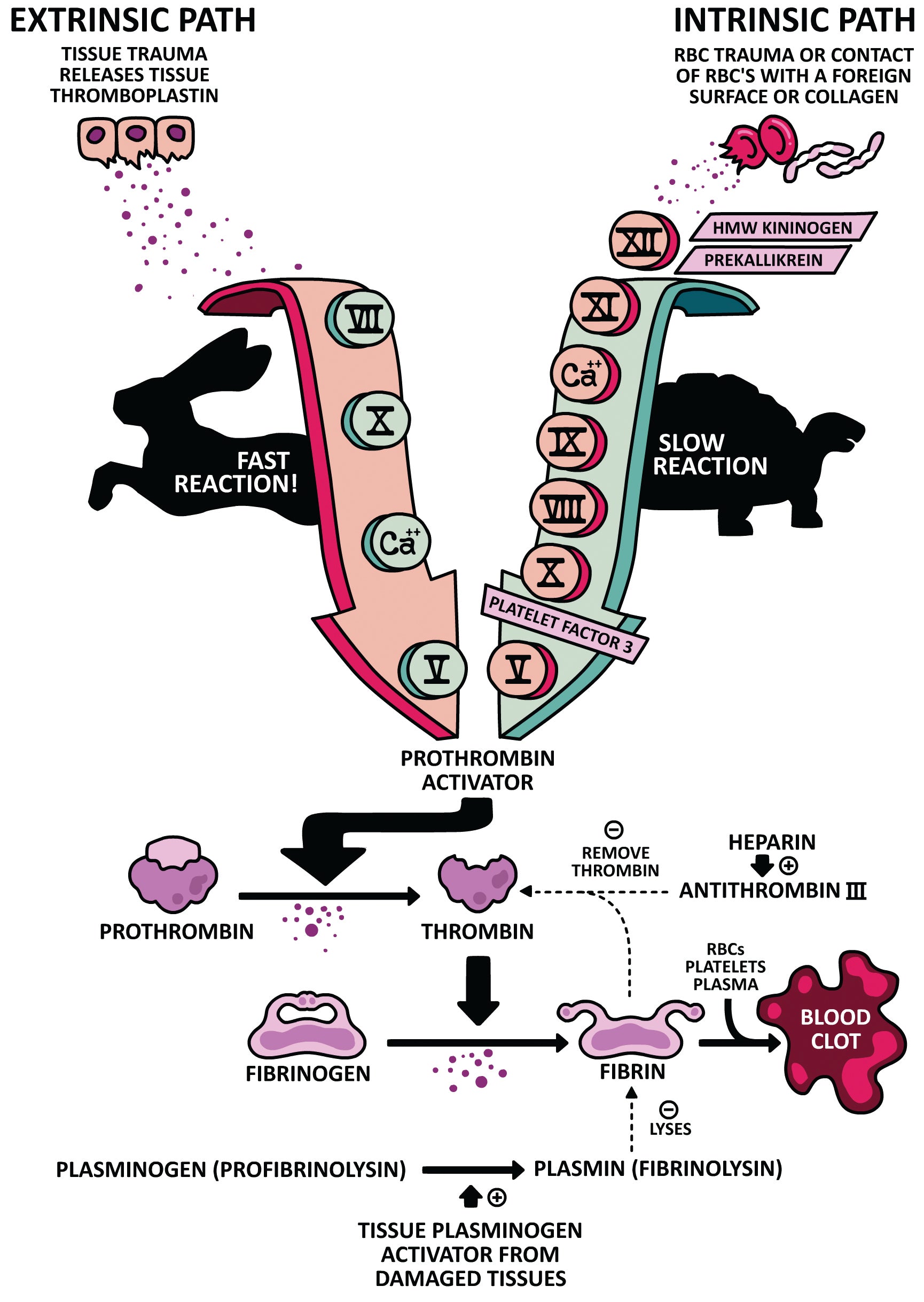 Clinical Physiology Made Ridiculously Simple
