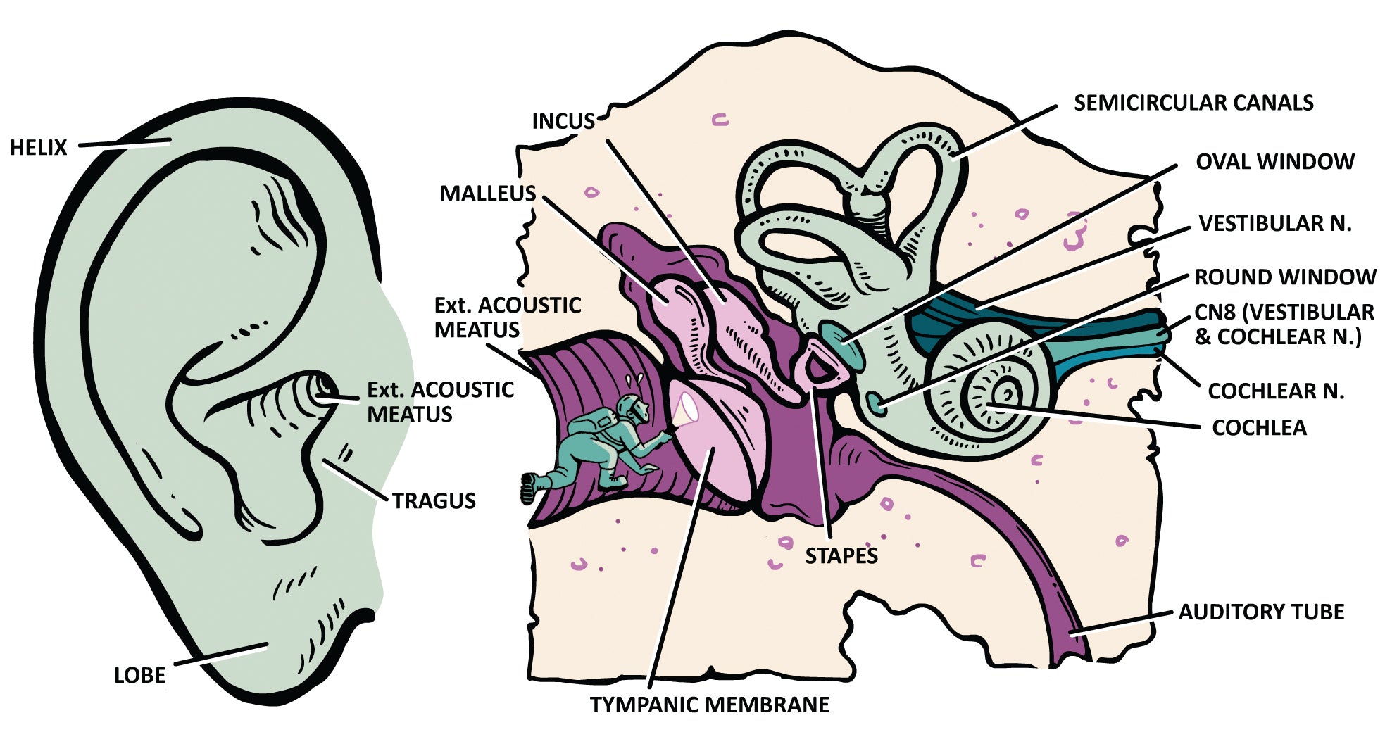 Clinical Physiology Made Ridiculously Simple