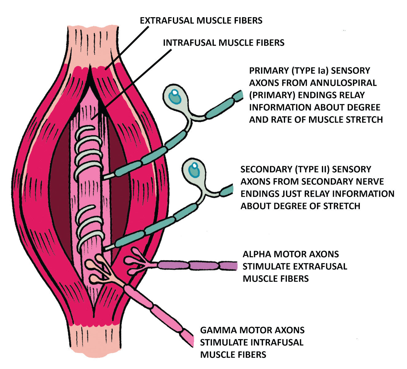 Clinical Physiology Made Ridiculously Simple