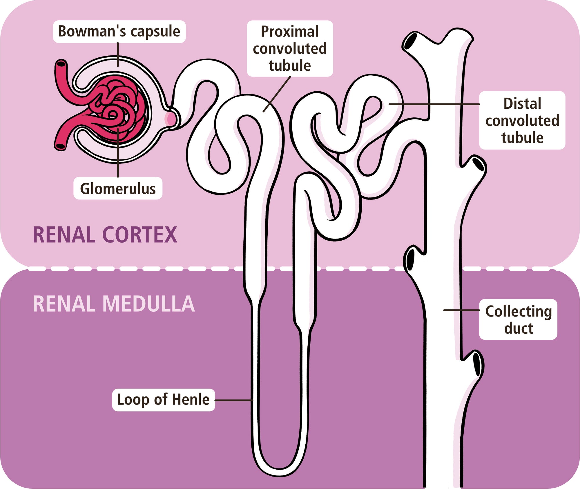 Acid-Base, Fluids, and Electrolytes Made Ridiculously Simple
