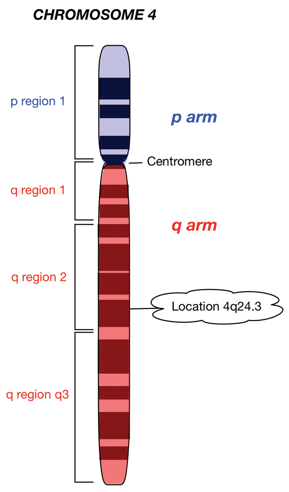 Clinical Genetics Made Ridiculously Simple