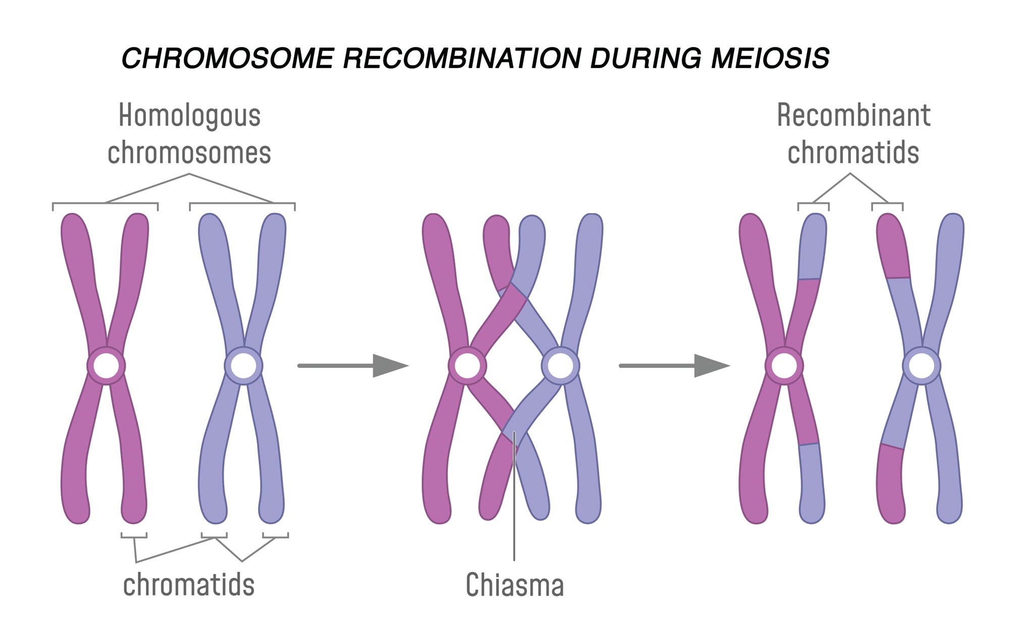 Clinical Genetics Made Ridiculously Simple