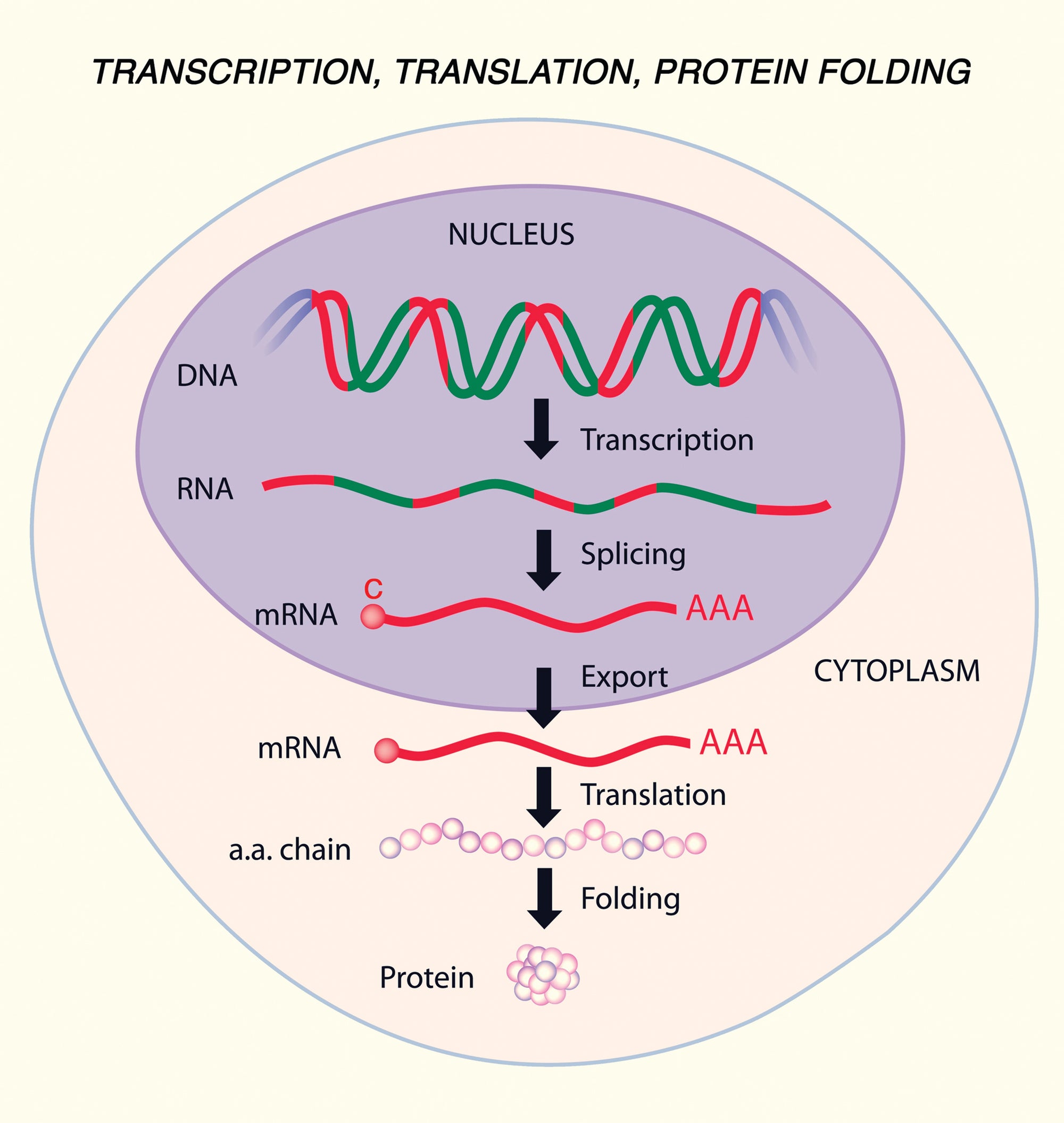 Clinical Genetics Made Ridiculously Simple