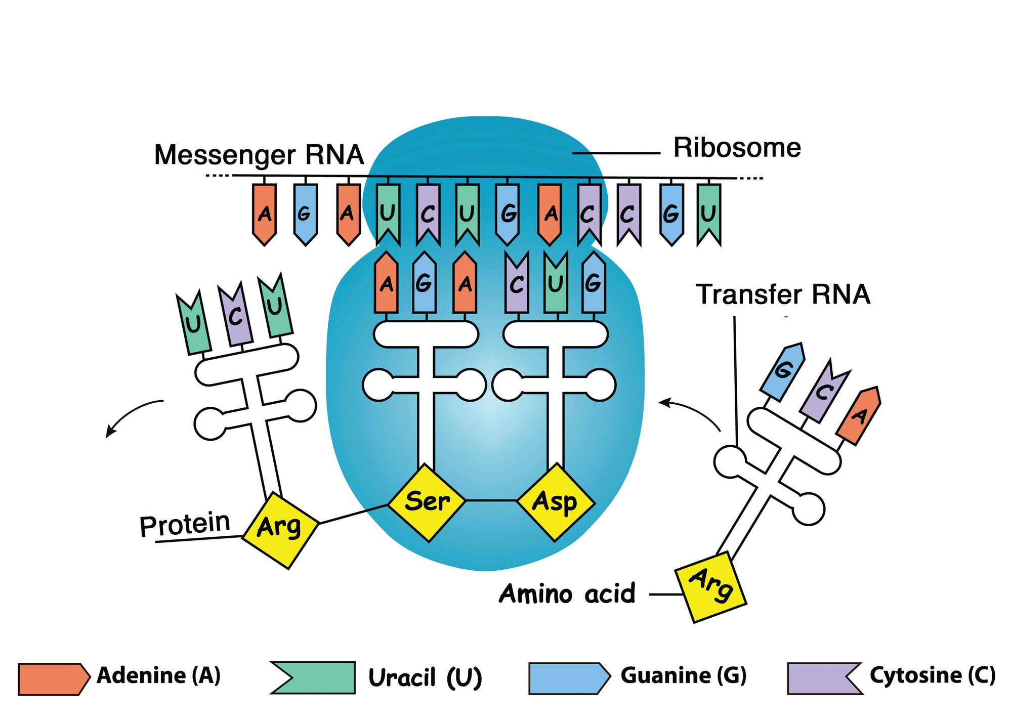 Clinical Genetics Made Ridiculously Simple