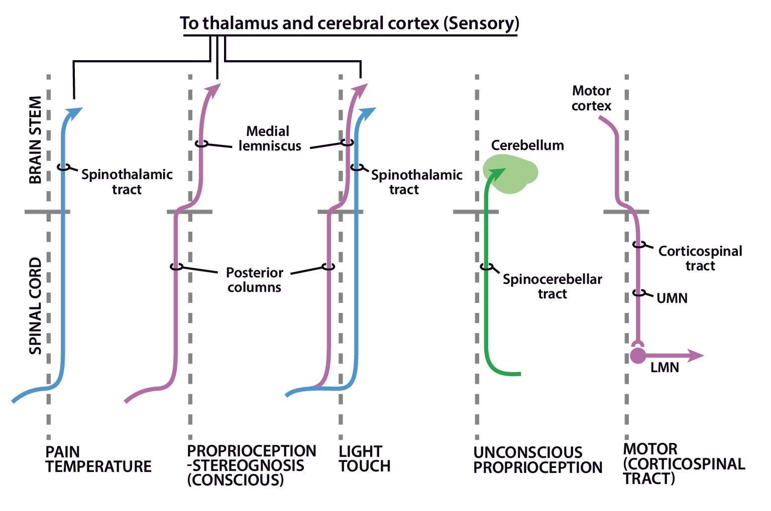 Neurology Made Ridiculously Simple